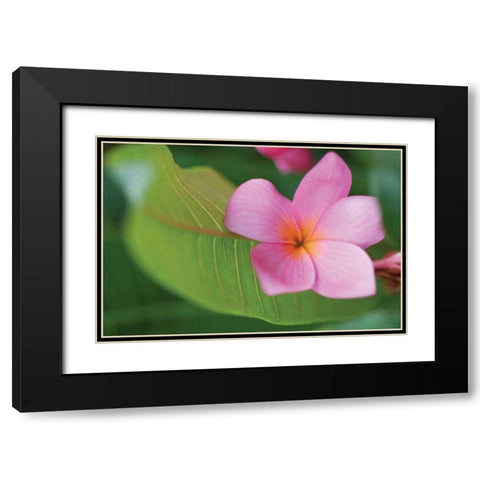 Plumeria I Black Modern Wood Framed Art Print with Double Matting by Berzel, Erin