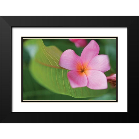 Plumeria I Black Modern Wood Framed Art Print with Double Matting by Berzel, Erin