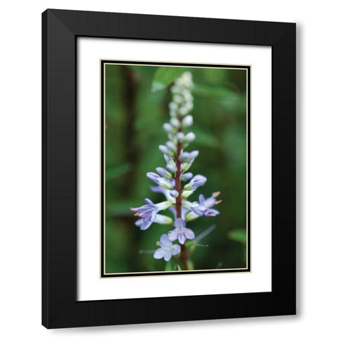 In the Garden I Black Modern Wood Framed Art Print with Double Matting by Berzel, Erin