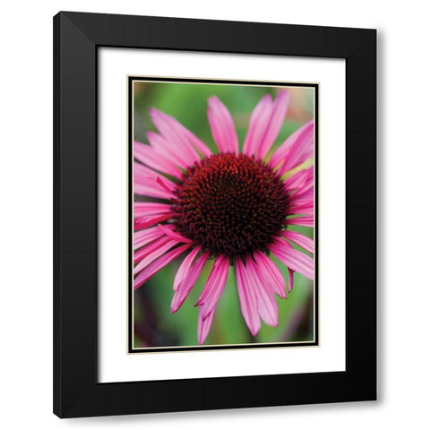 Echinacea III Black Modern Wood Framed Art Print with Double Matting by Berzel, Erin