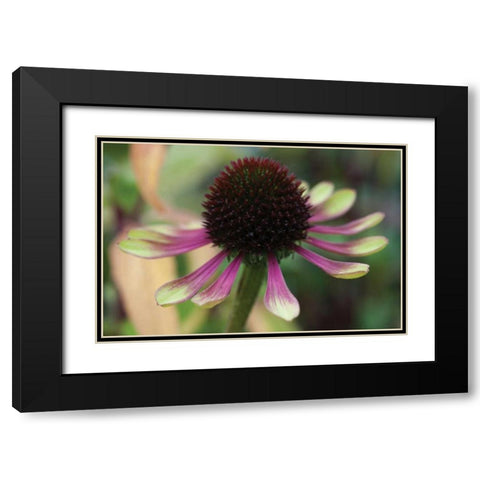 Echinacea VI Black Modern Wood Framed Art Print with Double Matting by Berzel, Erin