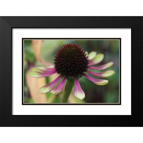 Echinacea VI Black Modern Wood Framed Art Print with Double Matting by Berzel, Erin