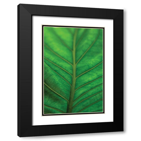 Leaf Detail V Black Modern Wood Framed Art Print with Double Matting by Berzel, Erin