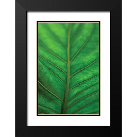 Leaf Detail V Black Modern Wood Framed Art Print with Double Matting by Berzel, Erin