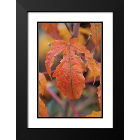 Orange Leaves I Black Modern Wood Framed Art Print with Double Matting by Berzel, Erin