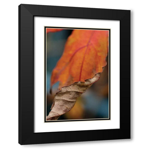 Orange Leaves II Black Modern Wood Framed Art Print with Double Matting by Berzel, Erin