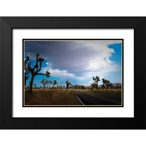 Joshua Tree National Park IV Black Modern Wood Framed Art Print with Double Matting by Berzel, Erin