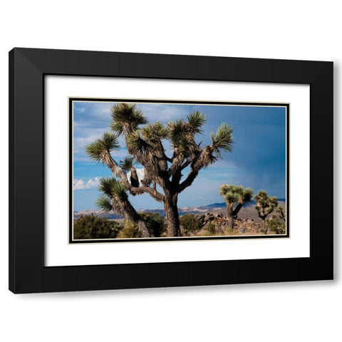 Joshua Tree VI Black Modern Wood Framed Art Print with Double Matting by Berzel, Erin