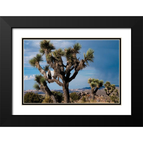 Joshua Tree VI Black Modern Wood Framed Art Print with Double Matting by Berzel, Erin