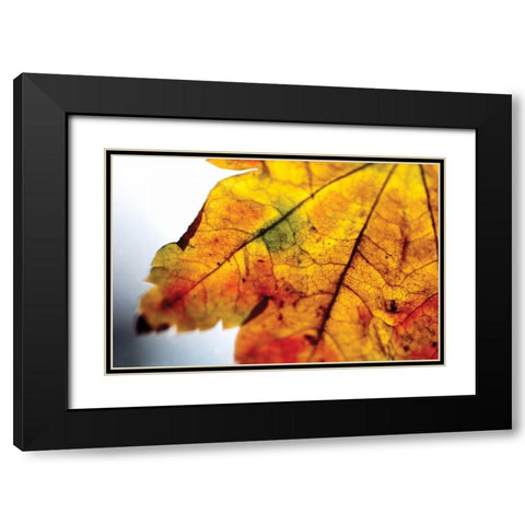 Autumn Colors I Black Modern Wood Framed Art Print with Double Matting by Berzel, Erin