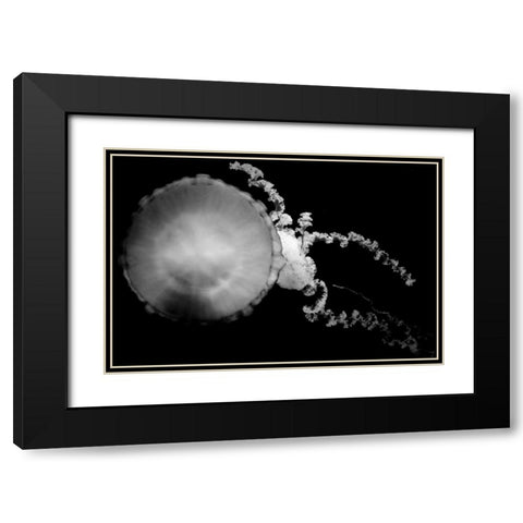 Jellyfish Glow IX Black Modern Wood Framed Art Print with Double Matting by Berzel, Erin
