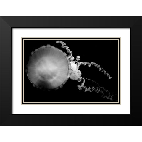 Jellyfish Glow IX Black Modern Wood Framed Art Print with Double Matting by Berzel, Erin
