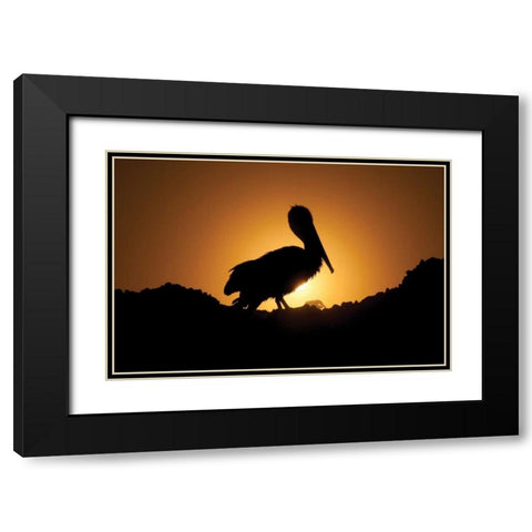 Pelican Silhouette I Black Modern Wood Framed Art Print with Double Matting by Berzel, Erin