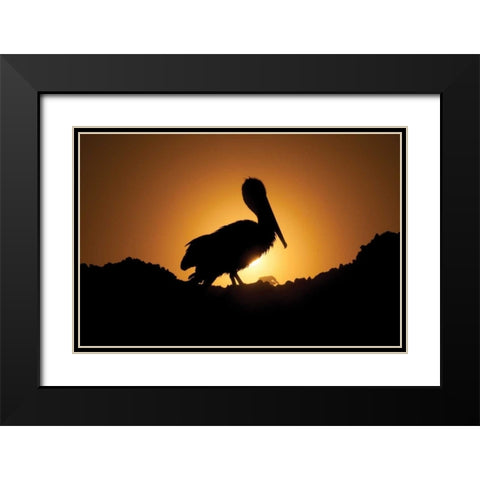 Pelican Silhouette I Black Modern Wood Framed Art Print with Double Matting by Berzel, Erin