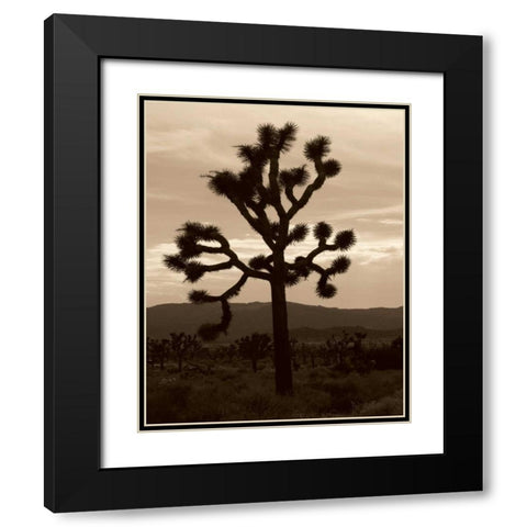 Yucca Brevifolia III Black Modern Wood Framed Art Print with Double Matting by Berzel, Erin