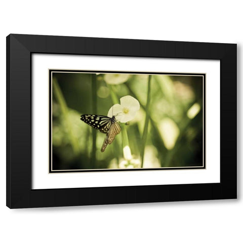 Butterfly I Black Modern Wood Framed Art Print with Double Matting by Berzel, Erin