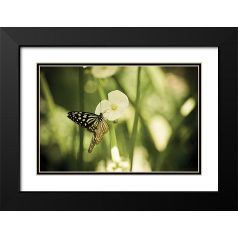 Butterfly I Black Modern Wood Framed Art Print with Double Matting by Berzel, Erin