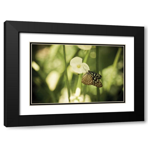 Butterfly II Black Modern Wood Framed Art Print with Double Matting by Berzel, Erin