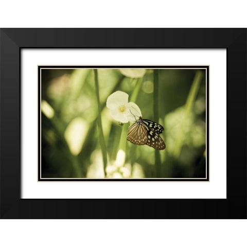 Butterfly II Black Modern Wood Framed Art Print with Double Matting by Berzel, Erin