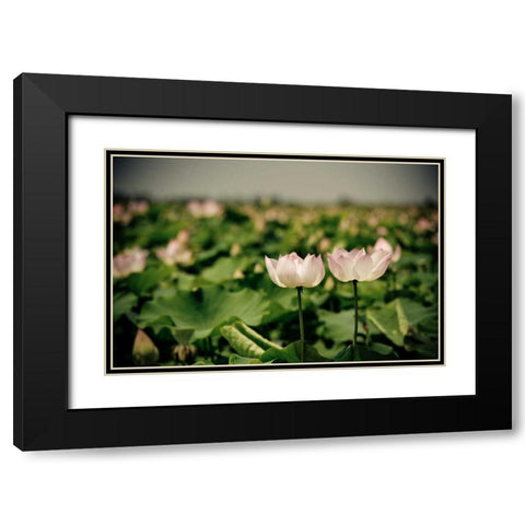 Lotus Flowers I Black Modern Wood Framed Art Print with Double Matting by Berzel, Erin