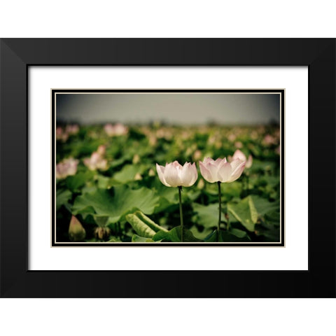 Lotus Flowers I Black Modern Wood Framed Art Print with Double Matting by Berzel, Erin