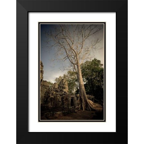 Silk Cotton Tree Black Modern Wood Framed Art Print with Double Matting by Berzel, Erin
