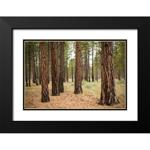 Willamette Natl Forest I Black Modern Wood Framed Art Print with Double Matting by Berzel, Erin