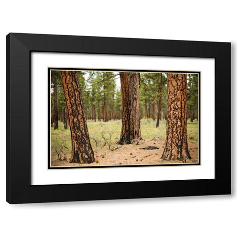 Willamette Natl Forest II Black Modern Wood Framed Art Print with Double Matting by Berzel, Erin