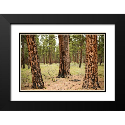 Willamette Natl Forest II Black Modern Wood Framed Art Print with Double Matting by Berzel, Erin