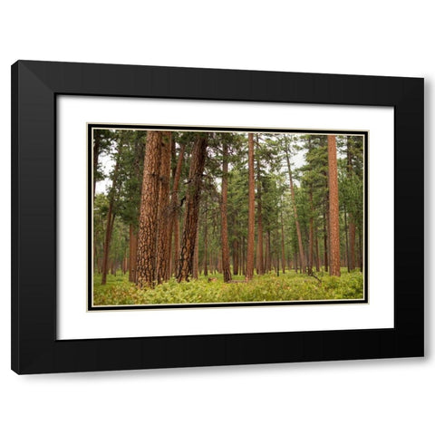 Willamette Natl Forest III Black Modern Wood Framed Art Print with Double Matting by Berzel, Erin