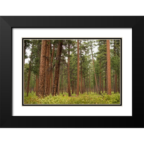 Willamette Natl Forest III Black Modern Wood Framed Art Print with Double Matting by Berzel, Erin
