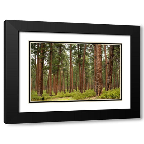 Willamette Natl Forest IV Black Modern Wood Framed Art Print with Double Matting by Berzel, Erin