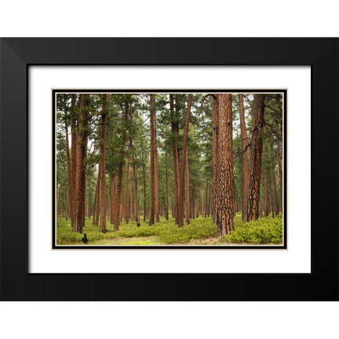 Willamette Natl Forest IV Black Modern Wood Framed Art Print with Double Matting by Berzel, Erin