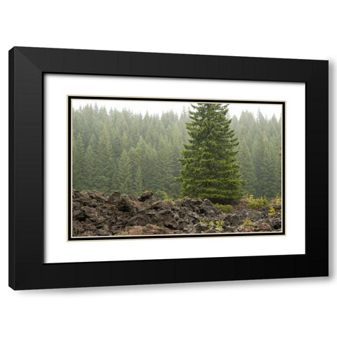 Willamette Natl Forest VI Black Modern Wood Framed Art Print with Double Matting by Berzel, Erin