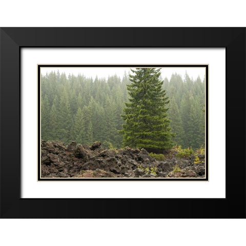 Willamette Natl Forest VI Black Modern Wood Framed Art Print with Double Matting by Berzel, Erin