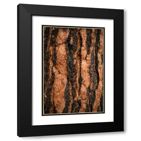 Oregon Pine I Black Modern Wood Framed Art Print with Double Matting by Berzel, Erin