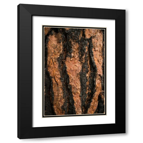 Oregon Pine II Black Modern Wood Framed Art Print with Double Matting by Berzel, Erin