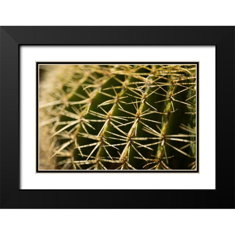 Cactus Detail I Black Modern Wood Framed Art Print with Double Matting by Berzel, Erin