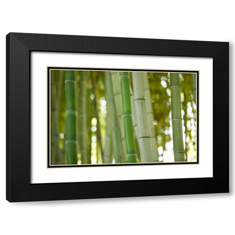 Bamboo and Bokeh I Black Modern Wood Framed Art Print with Double Matting by Berzel, Erin