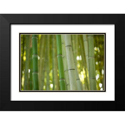 Bamboo and Bokeh II Black Modern Wood Framed Art Print with Double Matting by Berzel, Erin