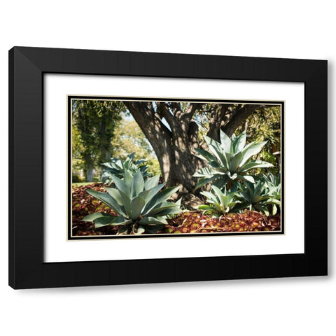 Agave I Black Modern Wood Framed Art Print with Double Matting by Berzel, Erin