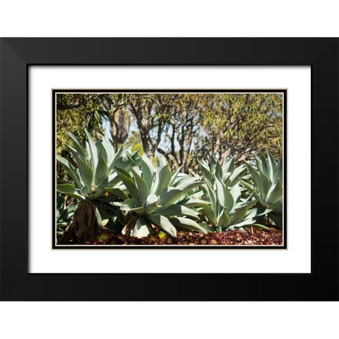 Agave II Black Modern Wood Framed Art Print with Double Matting by Berzel, Erin