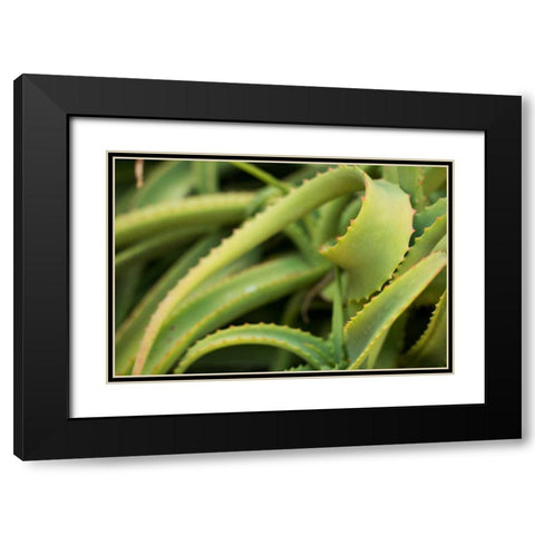 Aloe II Black Modern Wood Framed Art Print with Double Matting by Berzel, Erin