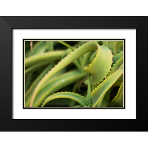Aloe II Black Modern Wood Framed Art Print with Double Matting by Berzel, Erin