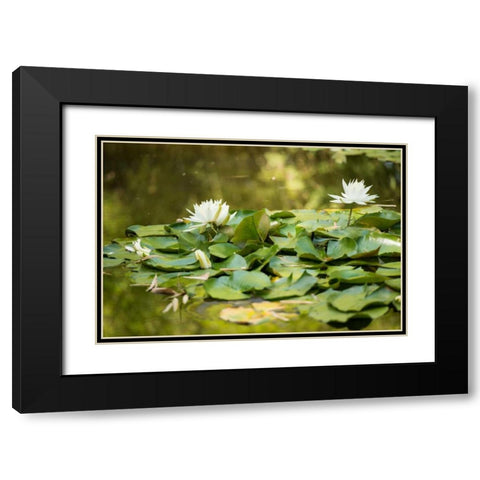 Lotus Pond II Black Modern Wood Framed Art Print with Double Matting by Berzel, Erin