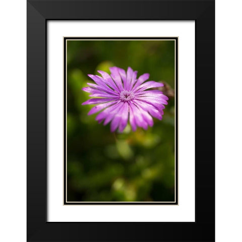 Purple Blossom Black Modern Wood Framed Art Print with Double Matting by Berzel, Erin