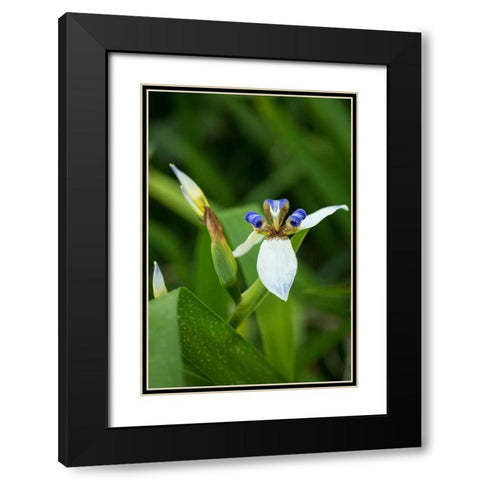Iris in Bloom Black Modern Wood Framed Art Print with Double Matting by Berzel, Erin
