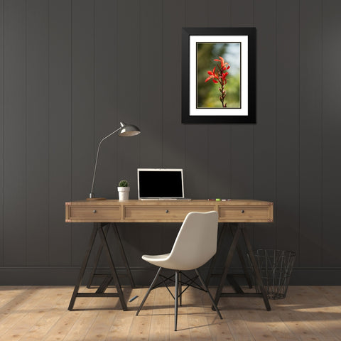 Red Bloom Black Modern Wood Framed Art Print with Double Matting by Berzel, Erin