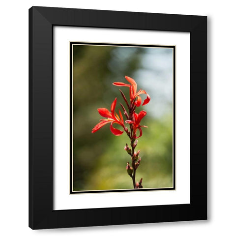 Red Bloom Black Modern Wood Framed Art Print with Double Matting by Berzel, Erin