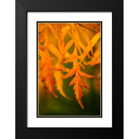 Fall Leaves II Black Modern Wood Framed Art Print with Double Matting by Berzel, Erin